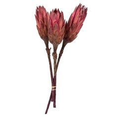 Vickerman 8-12 Erica Pink Repens on a Natural Stem. This is a natural product, so size dimensions may vary plant to plant. This item ranges between a height of 8 to 12 inches. The rich color and texture makes a great addition to any Natural arrangement. Comes in a Bulk Case of 180 Stems. Dried Size: 8-12”. Large Floral Arrangements, Artificial Flowers And Plants, Pillows Flowers, Food Storage Containers Organization, Foam Flowers, Faux Florals, String Lights Outdoor, Outdoor Wall Lights, Colorful Leaves