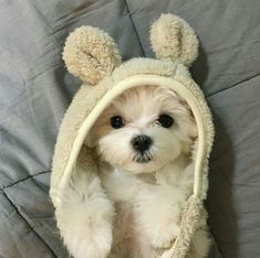 a small white dog wearing a bunny costume