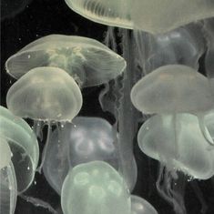 many jellyfish are floating in the water