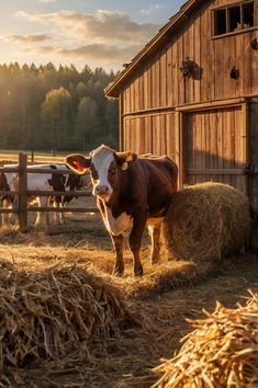 a cow standing in hay next to a barn