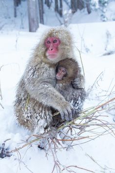 two monkeys are sitting in the snow and one is holding on to it's back