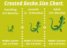 the gecko size chart is shown in three different colors