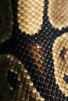 the skin of a snake is brown and black