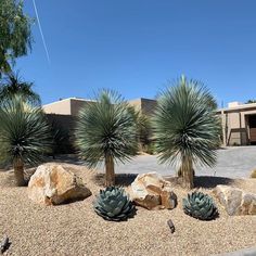 some plants and rocks in front of a building