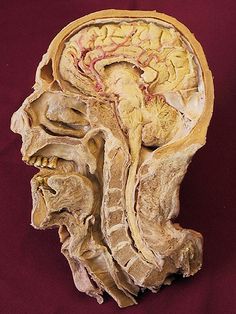 an image of the inside of a human head