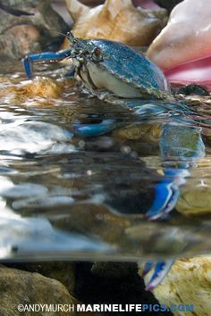 a blue crab in the water near some rocks