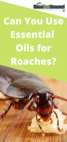 an insect with the words can you use essential oils for roachies?