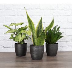 three potted plants sitting on top of a wooden table