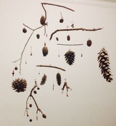 several pine cones hanging from a tree branch