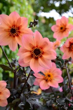 pink flowers with yellow center surrounded by greenery