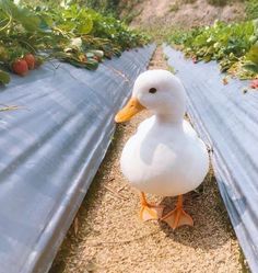 a duck is standing on the ground near strawberries