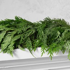 a close up of a plant on a mantle