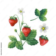 watercolor painting of strawberries and flowers