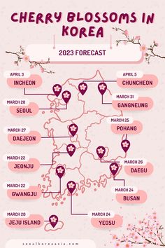 the cherry blossoms in korea info sheet