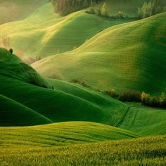 green rolling hills with trees on the top and grass below them in the foreground