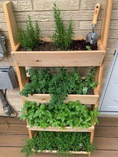 an outdoor herb garden with herbs growing in it