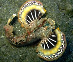 an octopus is laying on the ground with its mouth open