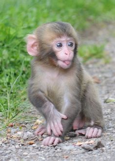 a small brown monkey sitting on top of a dirt road next to green grass and flowers