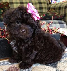 a small black dog with a pink bow on it's head sitting on a couch