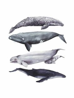 four different types of whales are shown in this drawing