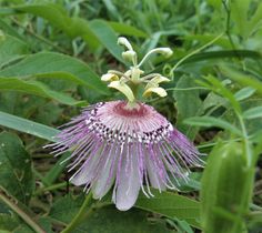 a close up of a flower on a plant with leaves in the foreground and grass in the background