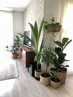 some plants are sitting on the floor in front of a tv and window sill