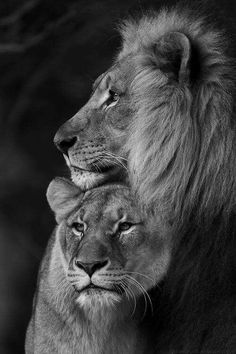 two lions are standing next to each other with their heads touching the shoulders of one another