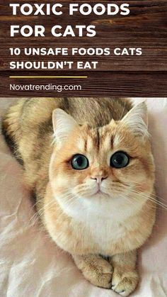 a cat sitting on top of a bed with the caption saying, 10 most common foods