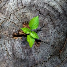 a tree stump with a small green plant growing out of the center and on top of it