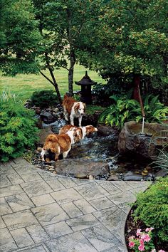 two brown and white dogs standing on top of a small stream in a park next to trees