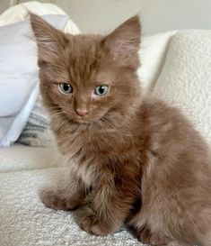 ᰔ | aes : Alice Fortescue (Longbottom) - marauders Cute Brown Cat, Alice Fortescue, Brown Kitty, Brown Cats, Söt Katt, Gorgeous Cats, Brown Cat, Pretty Animals