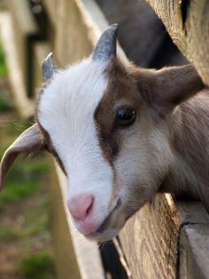 a brown and white goat sticking its head over a fence