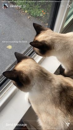 two siamese cats are looking out the window