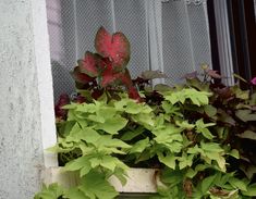 a window sill filled with lots of green and red plants next to a window