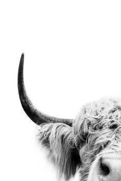 a black and white photo of a cow with long horns