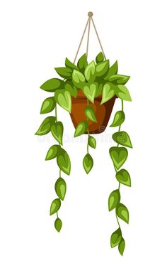 a hanging potted plant with green leaves