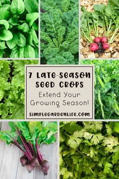 7 Late-Season Seed Crops - Extend Your Growing Season by simplegardenlife.com Types Of Lettuce, Growing Spinach, Fall Crop, Succession Planting, Simple Garden, Garden Life, Mid Summer, Cold Frame, Growing Seeds