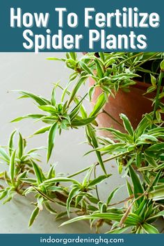 how to fertiilize spider plants in the garden with text overlay that reads, how to fertiilize spider plants