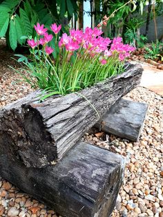 some pink flowers are growing out of a log