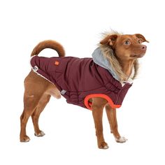 a brown dog wearing a red jacket and standing up in front of a white background