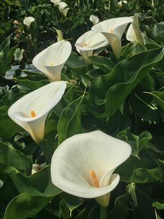 several white flowers with green leaves in the background