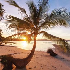 a palm tree sitting on top of a sandy beach next to the ocean at sunset