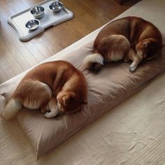 two dogs are sleeping on a dog bed