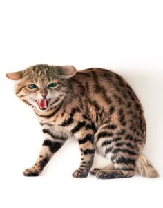 a striped cat with it's mouth open and its tongue out, standing in front of a white background