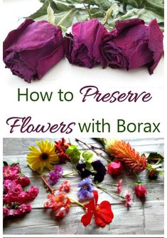 how to preserve flowers with borax and other things you can do in the garden