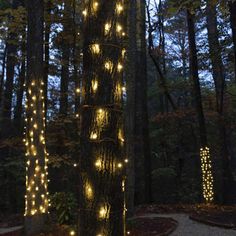 a tree with lights on it in the woods