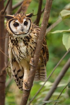 an owl perched on top of a tree branch