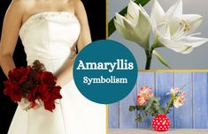 Collage of amaryllis flowers. Amaryllis Flower, Amaryllis Flowers, Popular Flowers, Sweet Scents, One Shoulder Wedding Dress, Need To Know