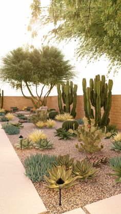 an outdoor garden with cactus and succulents