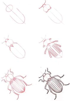 four different types of bugs drawn on paper